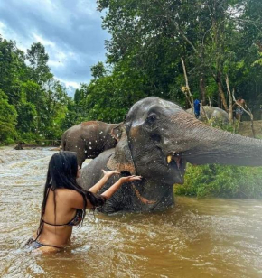 wild park safari home stay